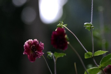 C2E33EB5-3871-48C0-B55B-7C6BFB79FEBF/L0/001