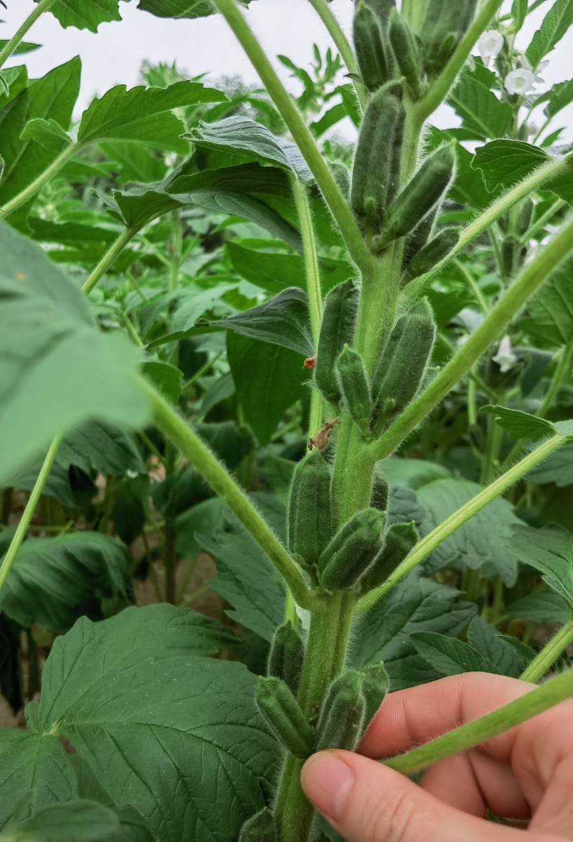 又认识了一种新植物日签图片植物名玉蜀黍拼音yùshǔshǔ释义玉米的