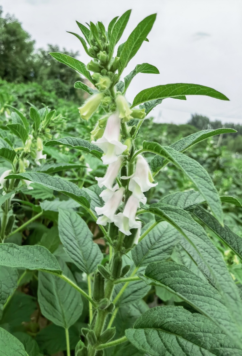 又认识了一种新植物日签图片植物名玉蜀黍拼音yùshǔshǔ释义玉米的