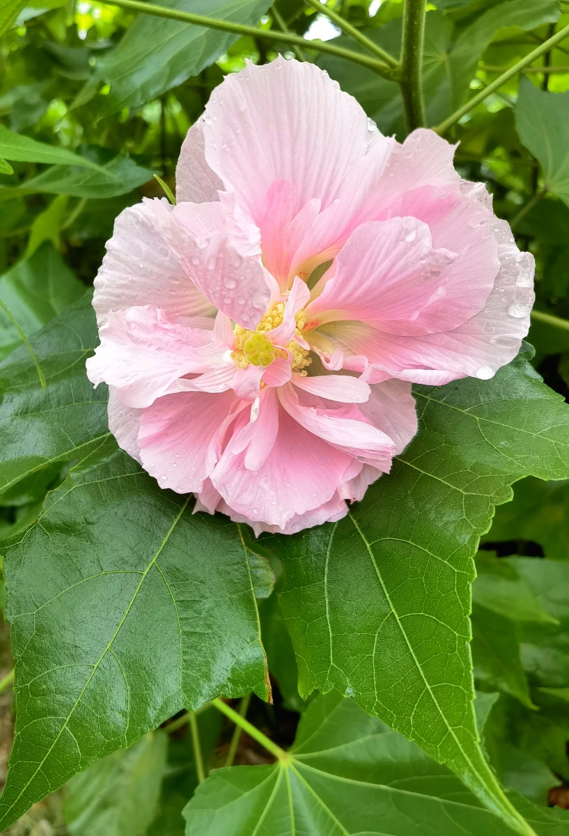 里粉外白木芙蓉花纯洁丝丝凉意