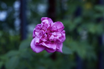 434F33CE-6A73-4DDA-B7EF-F4E2339BDE2A/L0/001