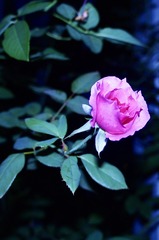 88CE7B62-82B8-49D0-958E-9ABA34FF501F/L0/001