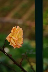 3AC00E55-2150-4001-8C27-130233882FB9/L0/001