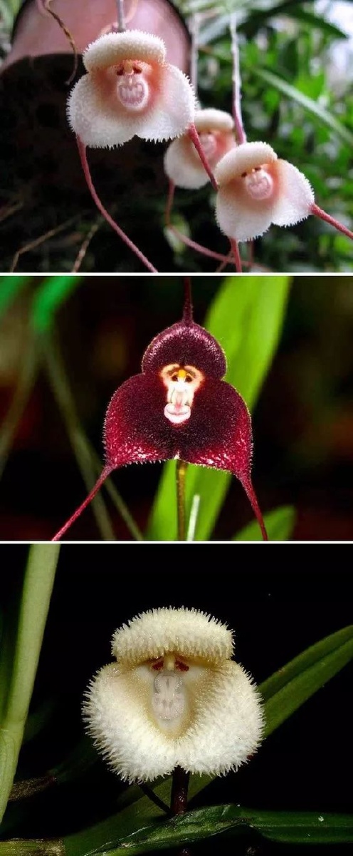 画成动物脸的怪花70▽70