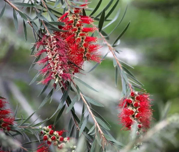 垂枝红千层别名串钱柳是桃金娘科常绿灌木或小乔木高810米属阳性树种