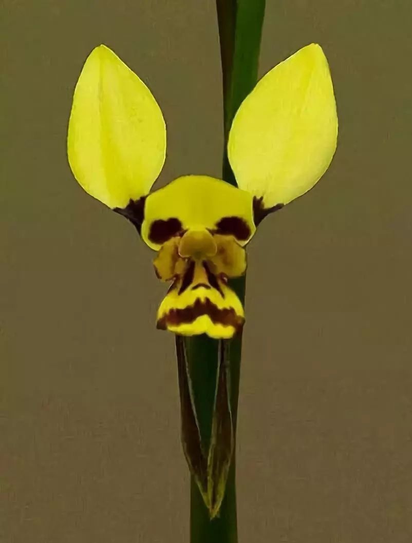 画成动物脸的怪花70▽70