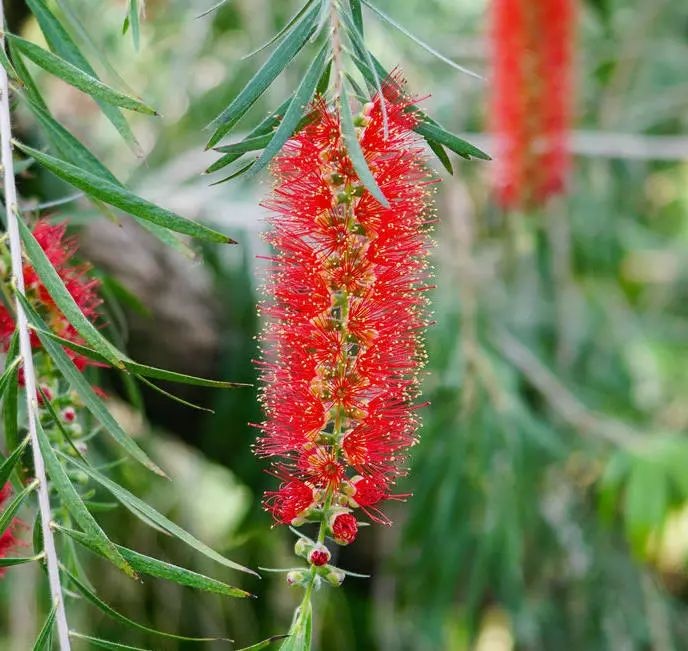 垂枝红千层别名串钱柳是桃金娘科常绿灌木或小乔木高810米属阳性树种