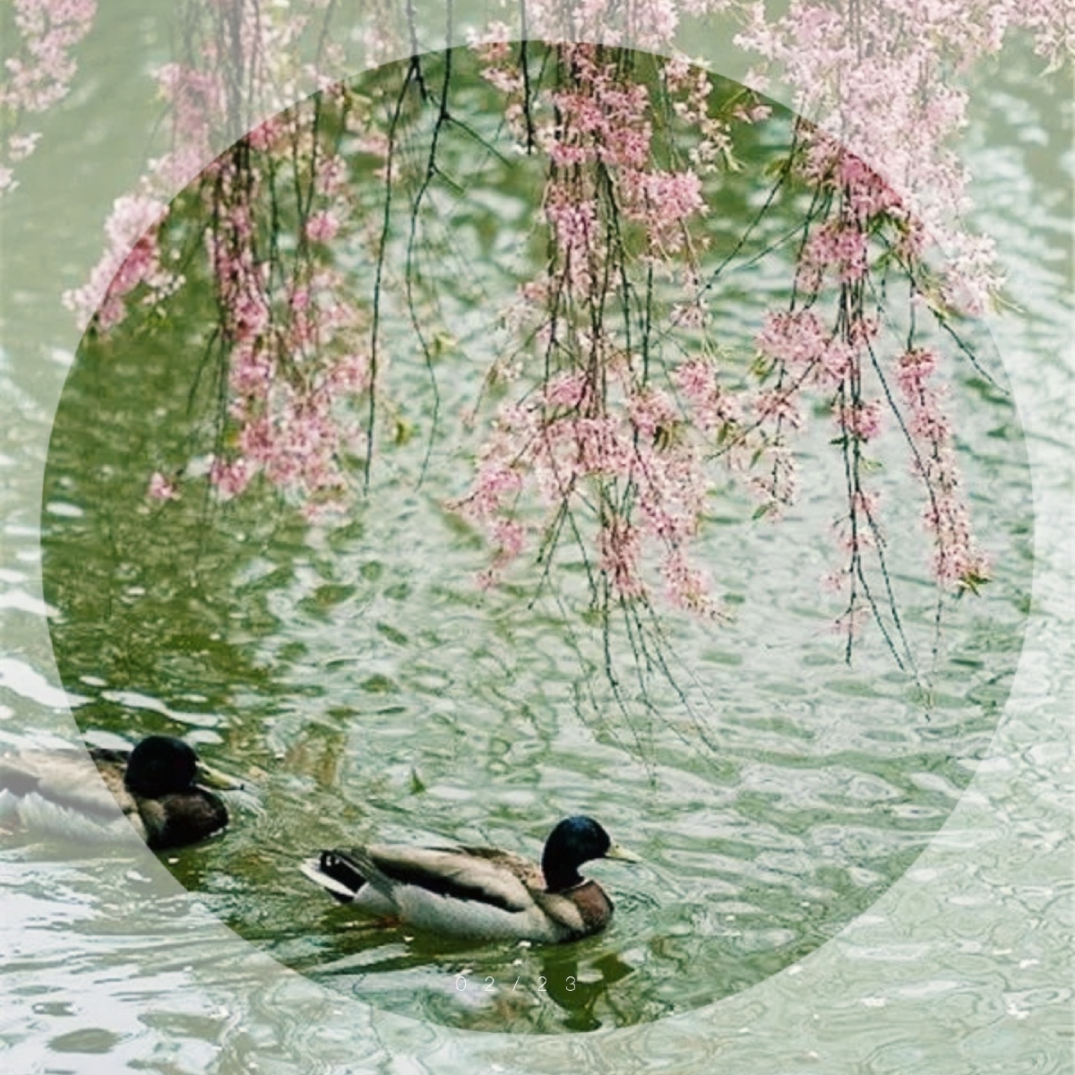 欣赏唯美且温馨多彩的春江水暖鸭先知