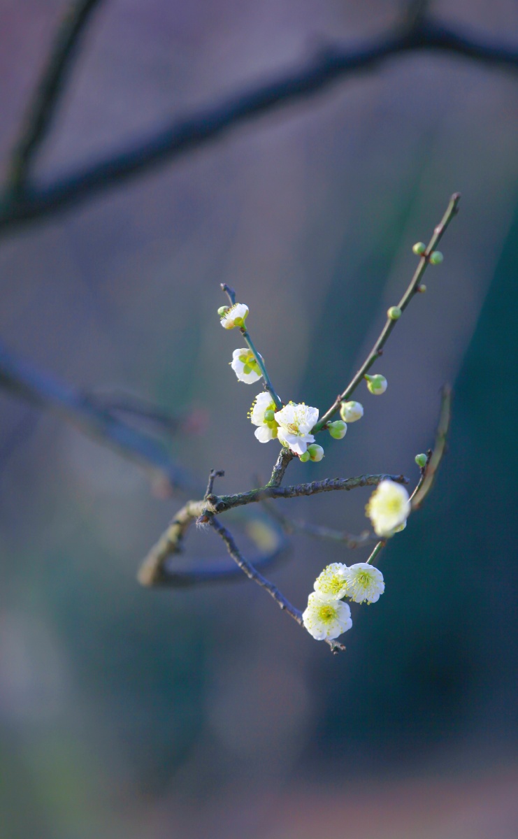 禅意梅花
