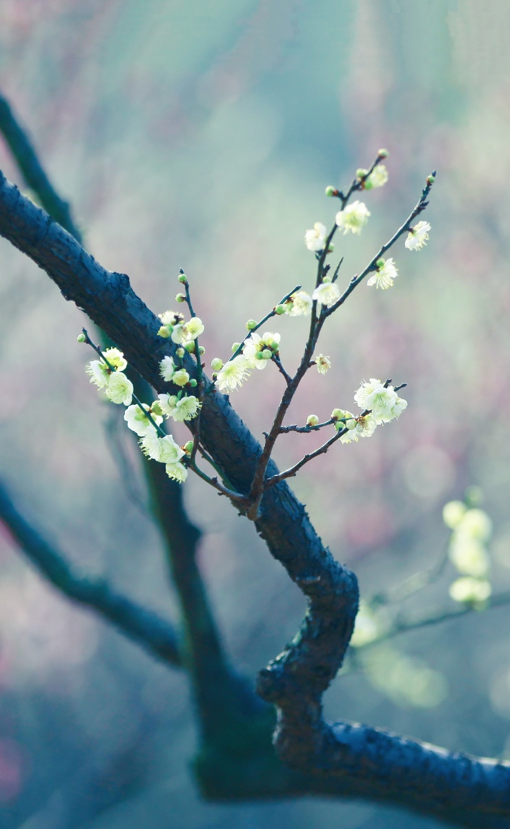禅意梅花