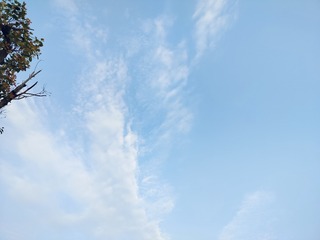 1000013233