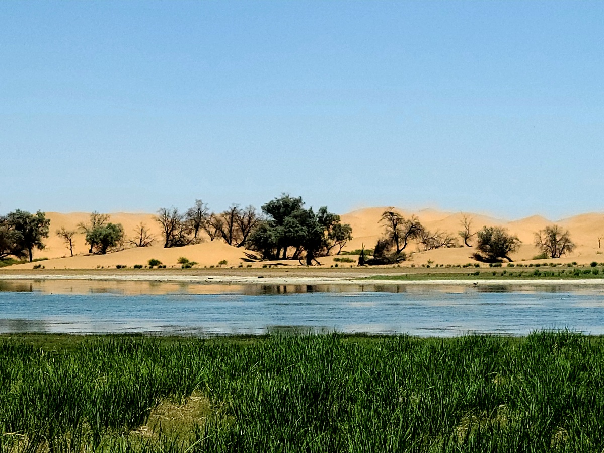 沙漠绿洲腾格里沙漠天鹅湖营地即便是酷暑烈日也阻挡不了前进的步伐