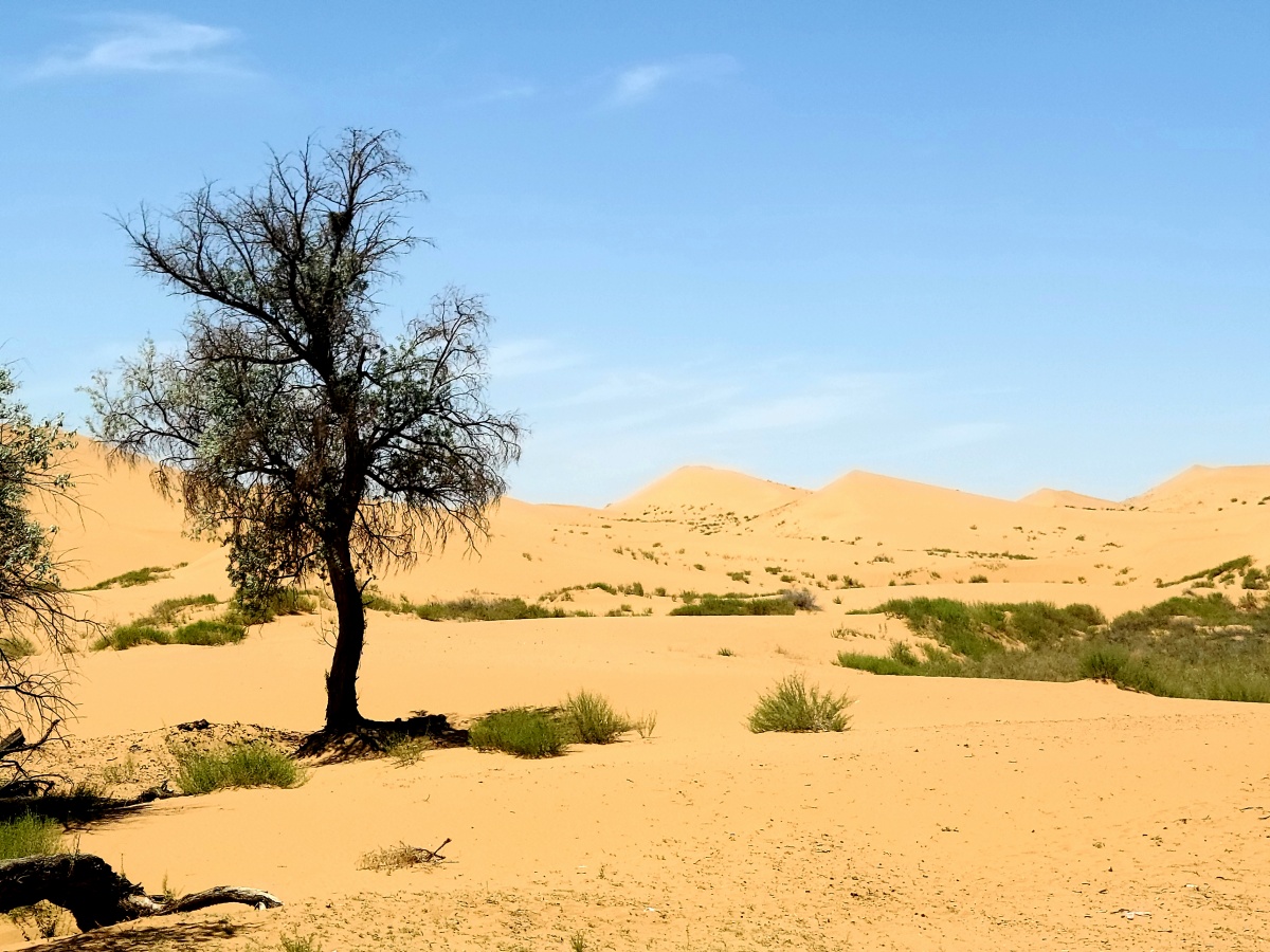 沙漠绿洲腾格里沙漠天鹅湖营地即便是酷暑烈日也阻挡不了前进的步伐