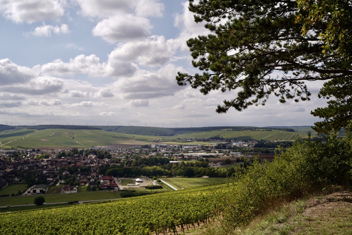 法国勃艮第北部的chablis产区特级田葡萄园山顶的公园可以俯瞰整个