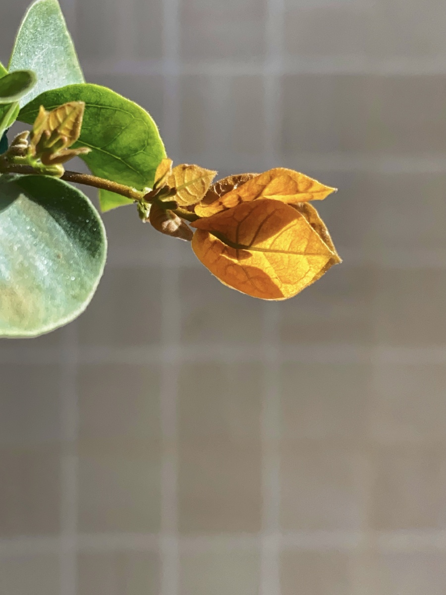 黄色三角梅含苞待放加州黄金