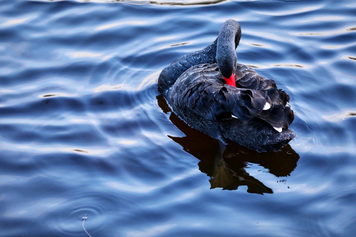 黑天鹅.拍摄于北京颐和园. - 随玉而安张玉安 - 图虫