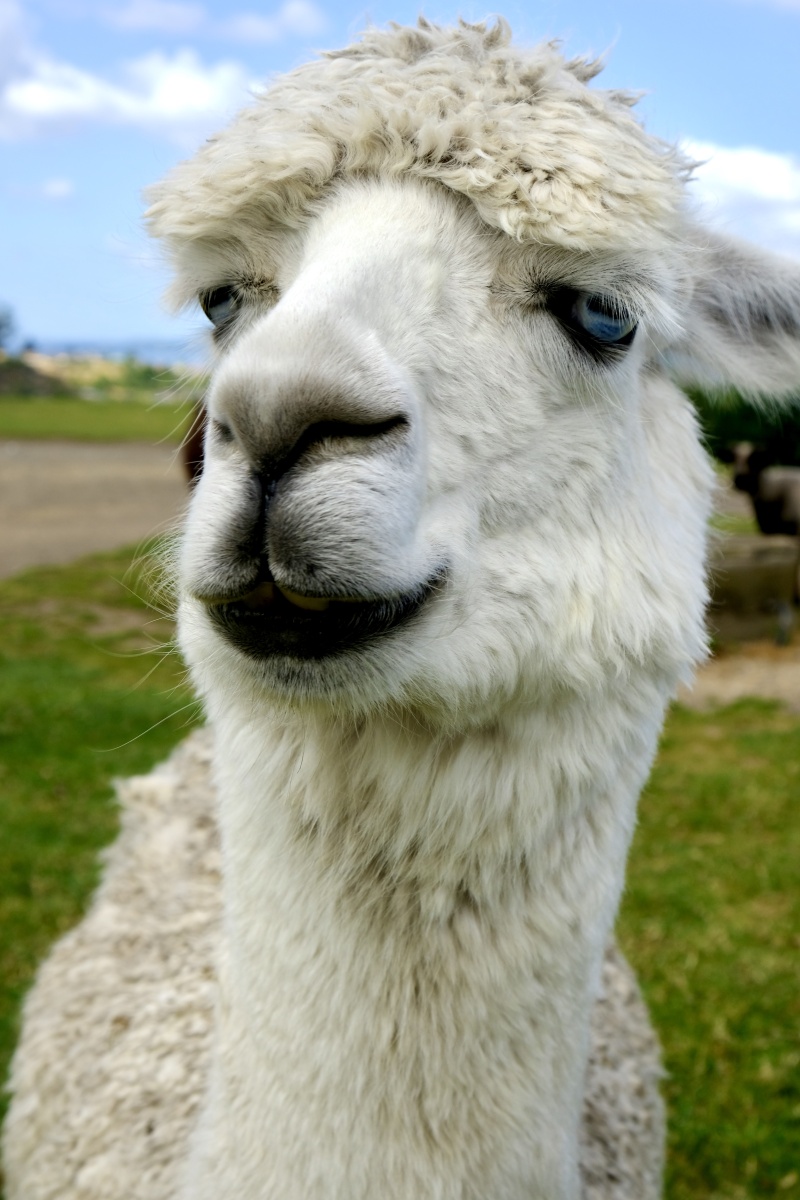 帅气的草泥马 - wingzhong