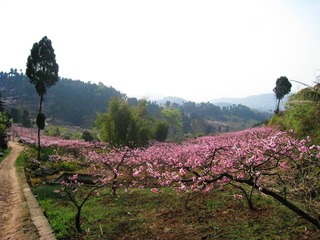 桃花節