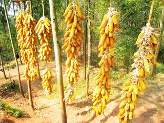 玉米串串兒