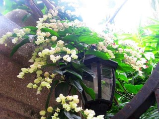 未名之花