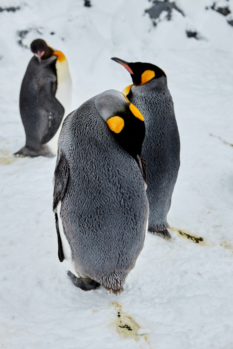 可爱的北海道企鹅