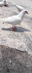 1000040167