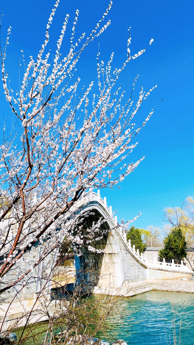 颐和园 桥 桃花