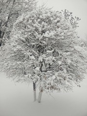 1164525