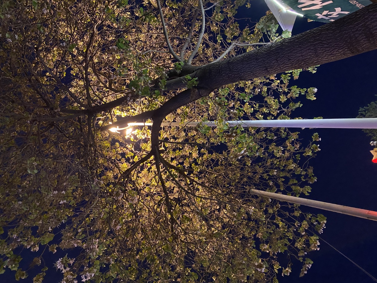 一个秋季的夜晚漫步在雨中路灯下的梧桐树成了别样的风景