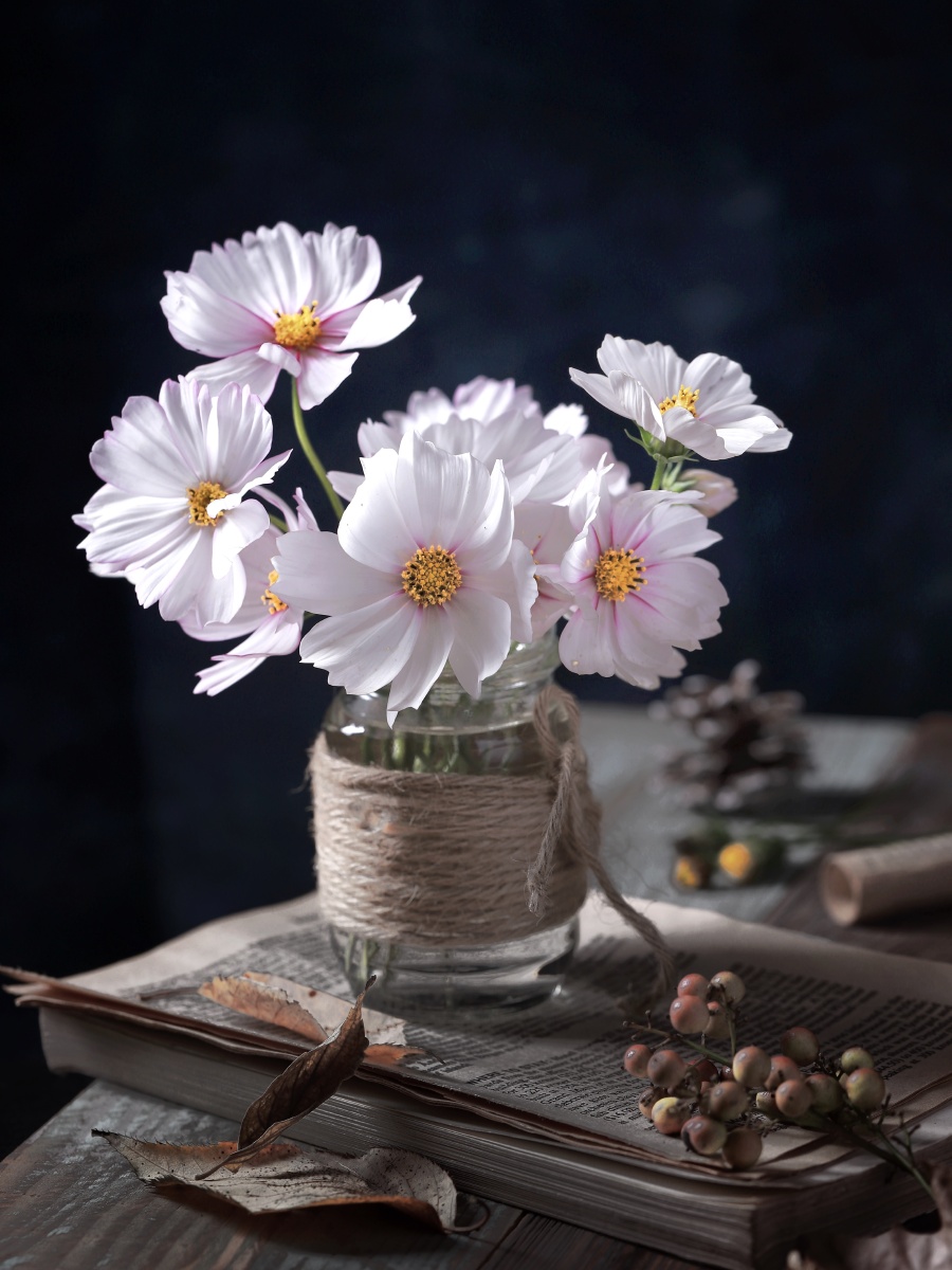 白色波斯菊花语珍惜眼前 - 简宁janine - 图虫