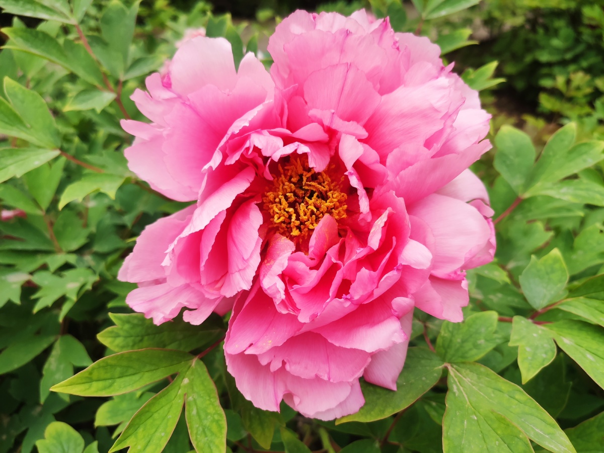 牡丹- 小马达ya - 图虫