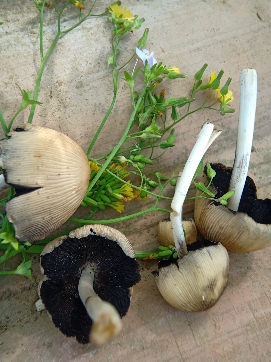 听说这种可爱的小蘑菇叫小鬼打伞 - 小美爱摄影 - 图虫