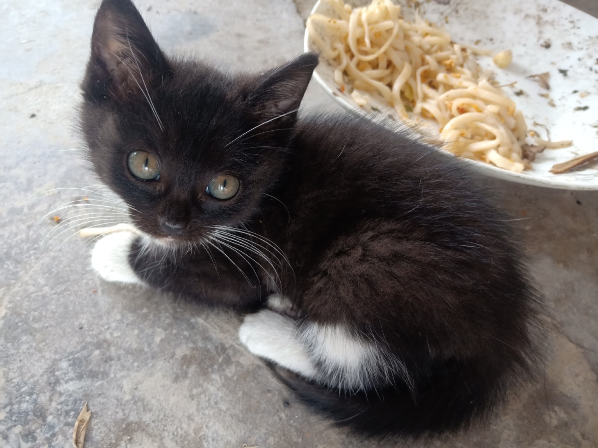 我是乡下的小土猫脏了点但随性自由拒绝精致穷