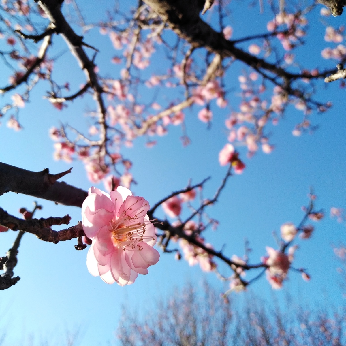 仙姿广东梅州市市花