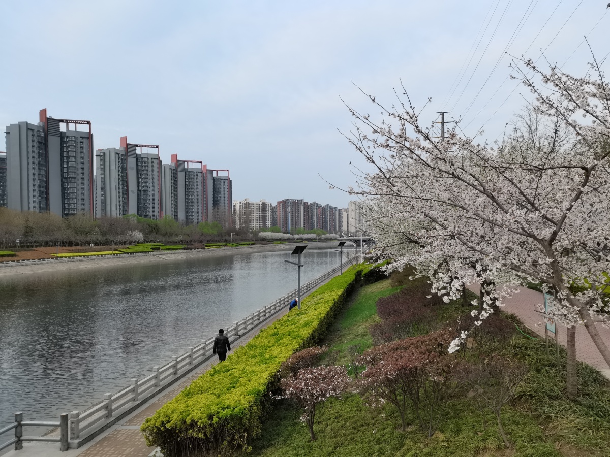 郑州七里河北路滨河公园盛开的樱花廊道与河流绿植融汇成一幅大美春景