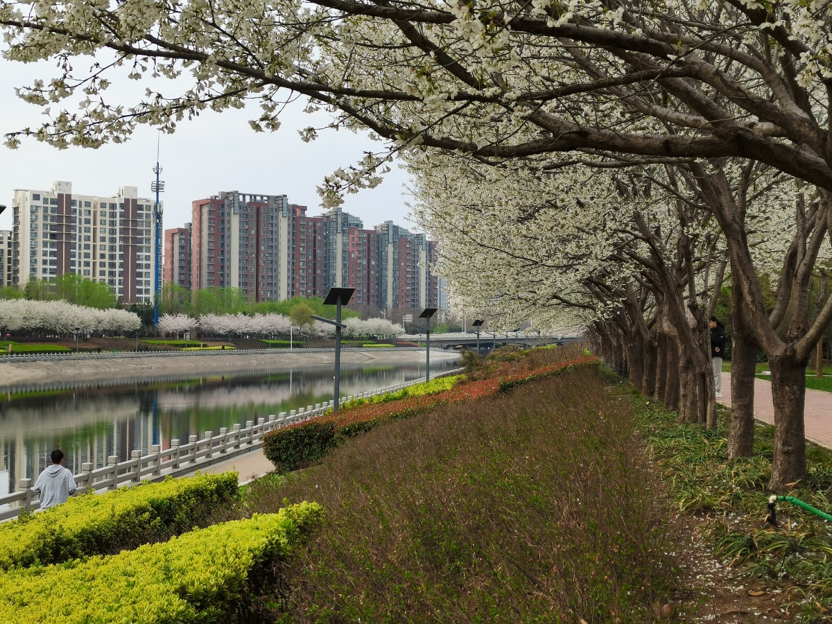 郑州七里河北路滨河公园盛开的樱花廊道与河流绿植融汇成一幅大美春景
