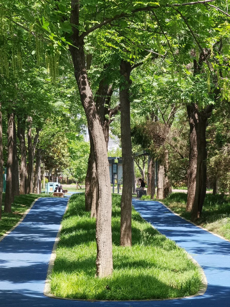 郑州七里河密林步道