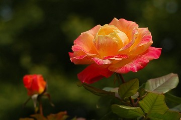 DD728A27-32BF-48DE-90F8-88A942E6095F/L0/001