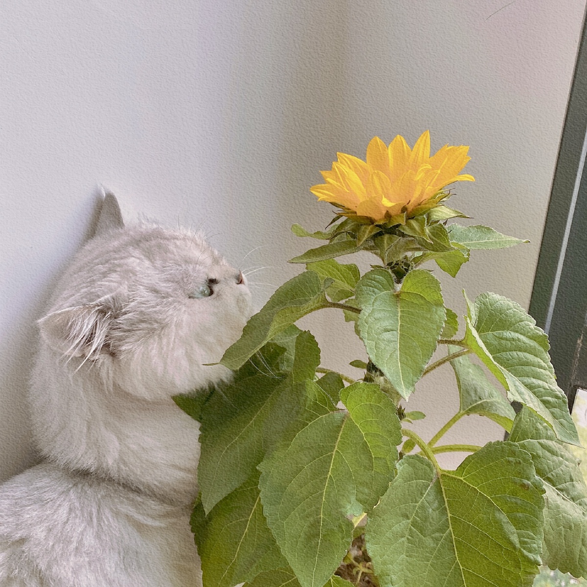 向日葵与猫