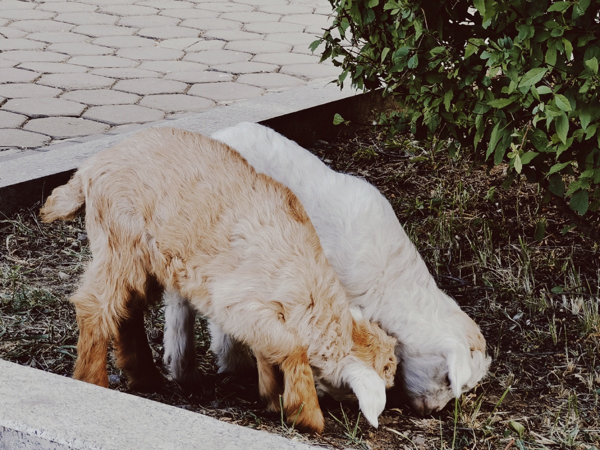 见到学校的网红小羊啦 - bunny319 - 图虫