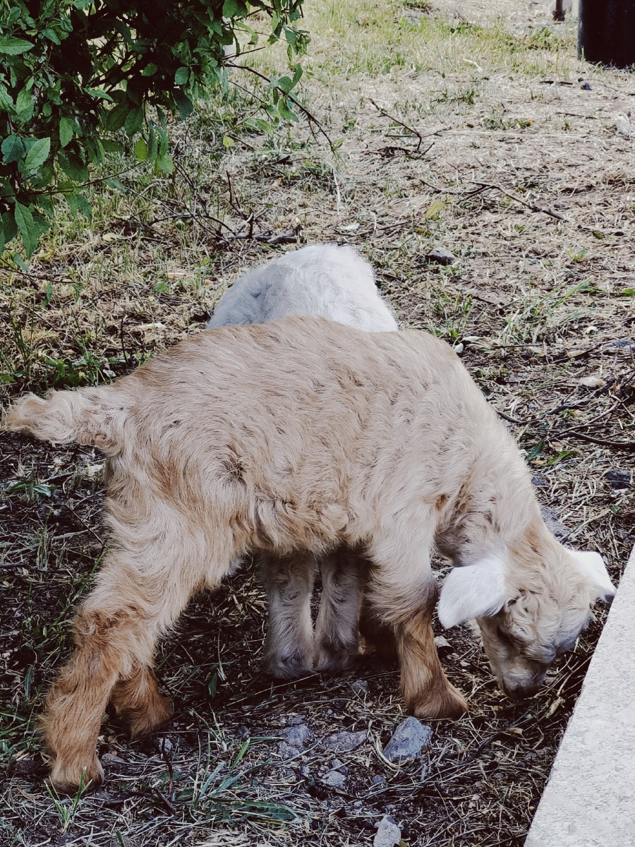 见到学校的网红小羊啦 - bunny319 - 图虫