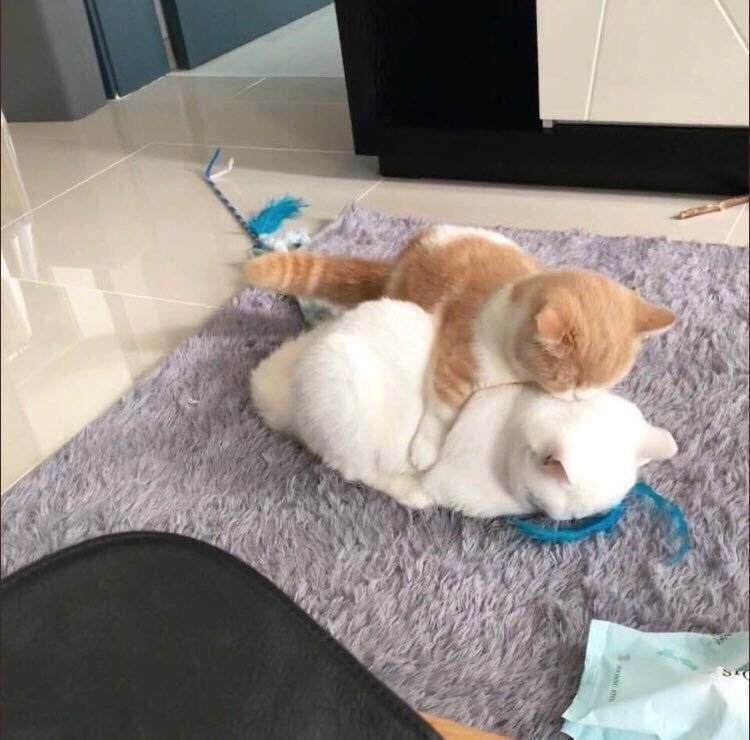 猫咪情侣头像喜欢带走