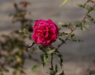 _IGP3013