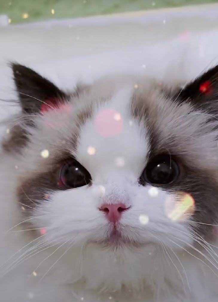 最漂亮可爱的小猫咪