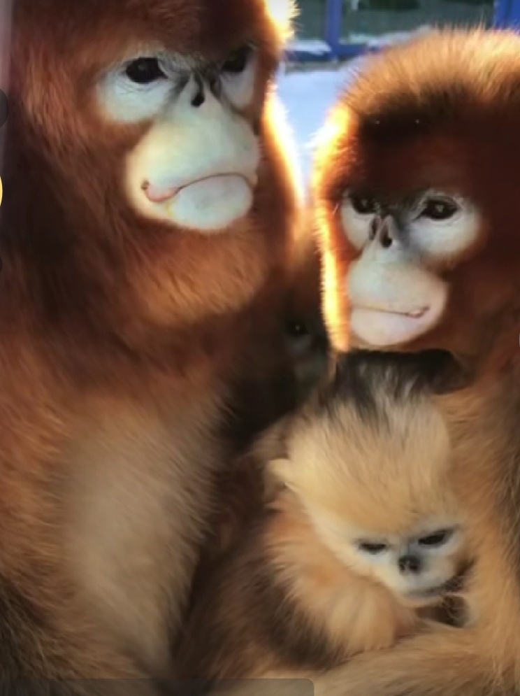 友谊宠物可爱滑稽毛皮动物金丝猴国宝稀有动物一家三口还没有人打赏