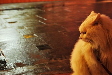 一只叫Jackie的猫
