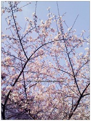 sakura-2