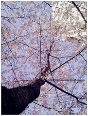 sakura-1