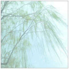 春柳