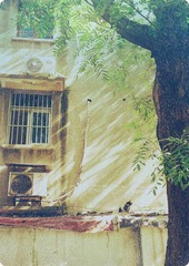 the cat and the tree